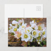 Christmas Rose [Postcard] Briefkaart (Voorkant / Achterkant)