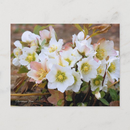 Christmas Rose [Postcard] Briefkaart (Voorkant)