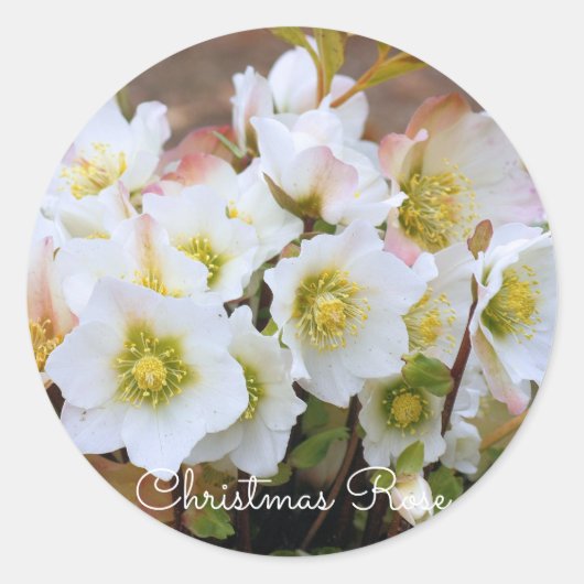Christmas Rose [Round Seal] Ronde Sticker (Voorkant)