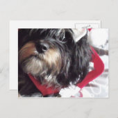 Christmas Shih Poo Feestdagenkaart (Voorkant / Achterkant)