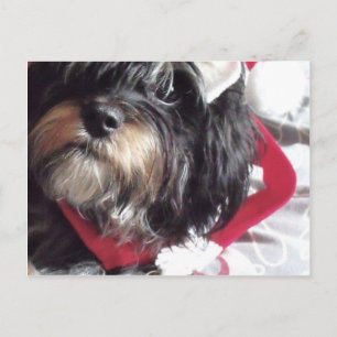 Christmas Shih Poo Feestdagenkaart