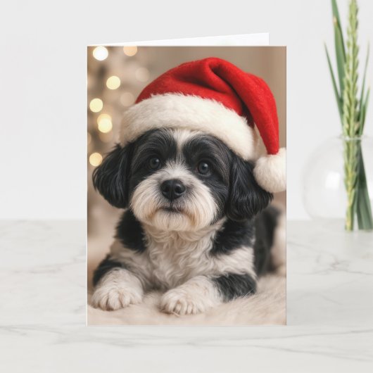 Christmas Shih Tzu Dog With Santa Hat Kaart (Voorkant)