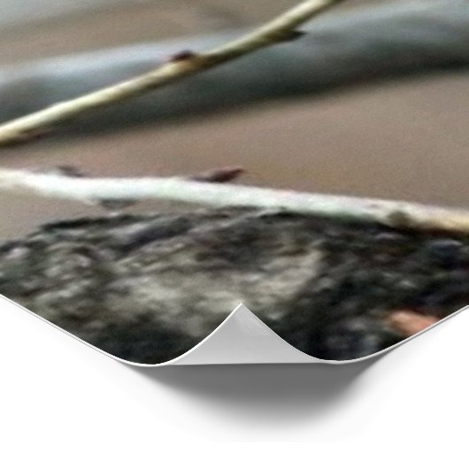 Christmas Squirrel Poster (Hoek)