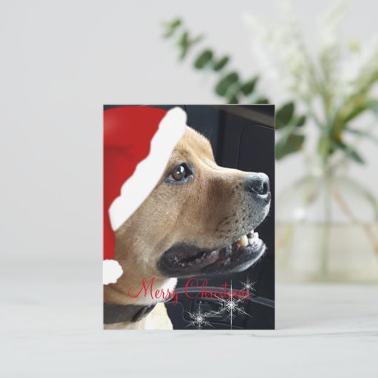 Christmas Staffordshire Bull Terrier Feestdagenkaart (Staand voorkant)