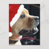 Christmas Staffordshire Bull Terrier Feestdagenkaart (Voorkant)