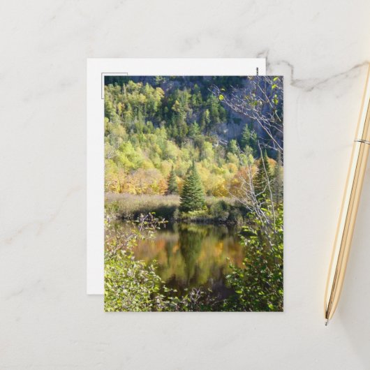 Christmas Tree holiday postcard Feestdagenkaart (Voorkant / Achterkant in situ)