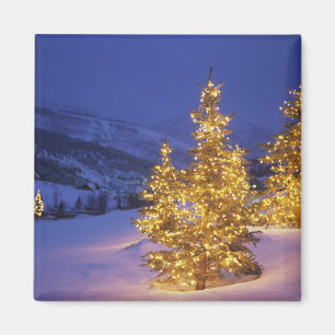 Christmas trees, Park City, Wastch Mountains Magneet
