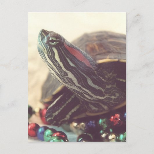 Christmas Turtle Briefkaart (Voorkant)