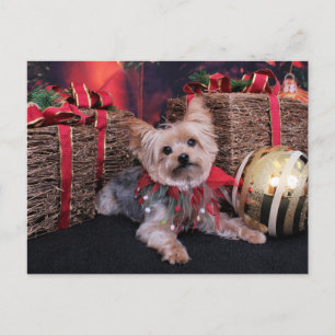 Christmas - Yorkshire Terrier - Vinnie Feestdagenkaart