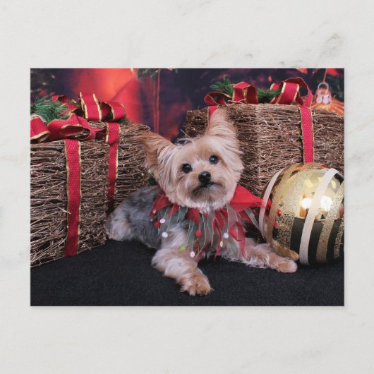Christmas - Yorkshire Terrier - Vinnie Feestdagenkaart (Voorkant)