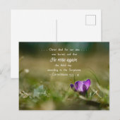 Christus Roos weer Crocus Briefkaart (Voorkant / Achterkant)