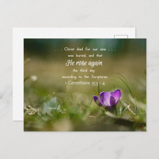 Christus Roos weer Crocus Briefkaart (Voorkant / Achterkant)