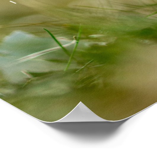 Christus Roos weer Crocus Poster (Hoek)