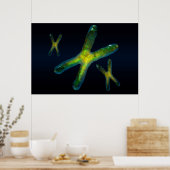 chromosomen poster (Keuken)
