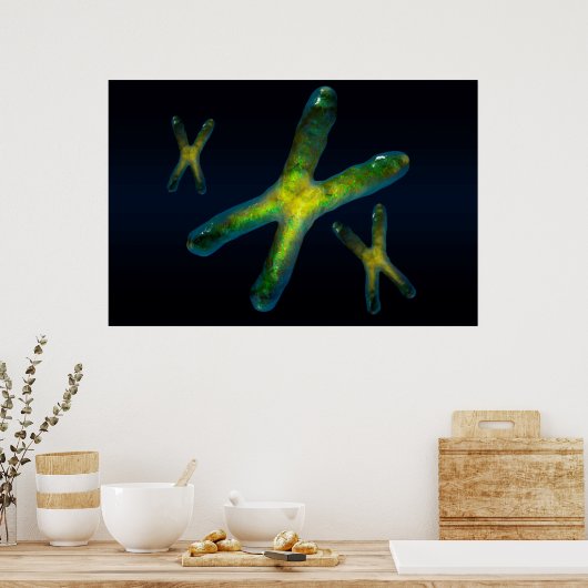 chromosomen poster (Keuken)