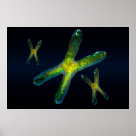 chromosomen poster (Voorkant)