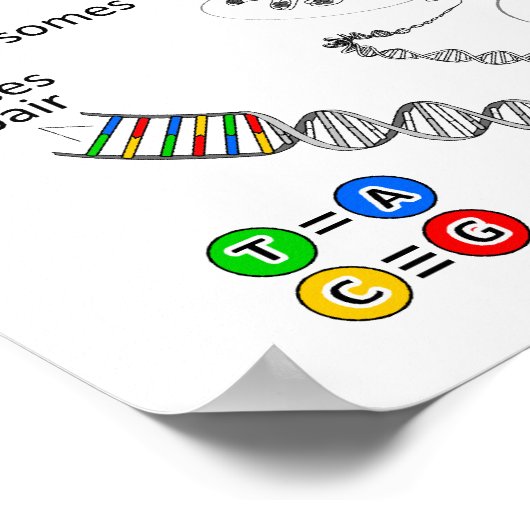 chromosoom poster (Hoek)