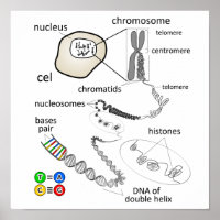 Chromosoom