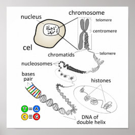 Chromosoom Poster