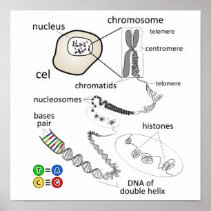 Chromosoom Poster