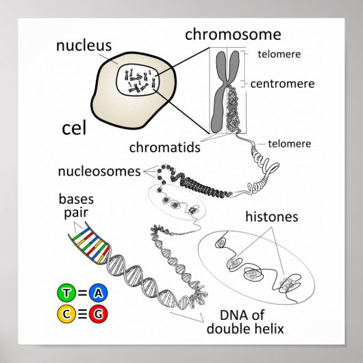 Chromosoom Poster (Voorkant)