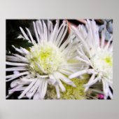 Chrybursta Poster (Voorkant)