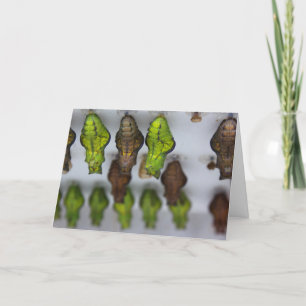 Chrysalis Verjaardag Kaart