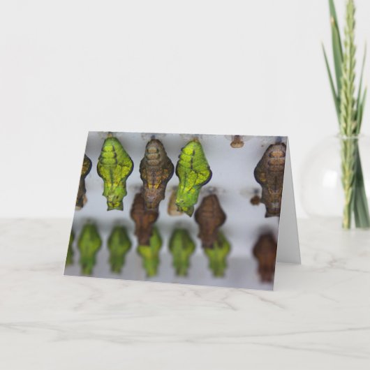 Chrysalis Verjaardag Kaart (Voorkant)