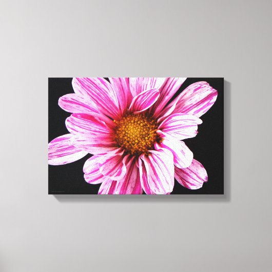 Chrysant Bloem 16.50x11 (41.25x27.5cm) waca Canvas Afdruk (Voorkant)