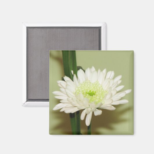  chrysant magneet (Voorkant / Achterkant)