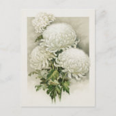 Chrysanten – Elegante  botanische Briefkaart (Voorkant)