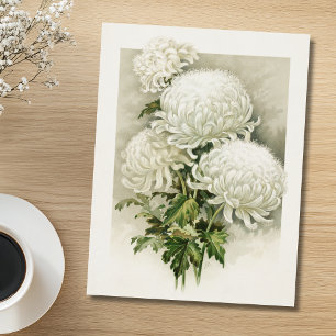 Chrysanten – Elegante  botanische Briefkaart