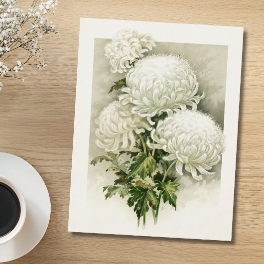 Chrysanten – Elegante  botanische Briefkaart