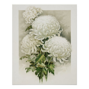 Chrysanten – Elegante  botanische Perfect Poster