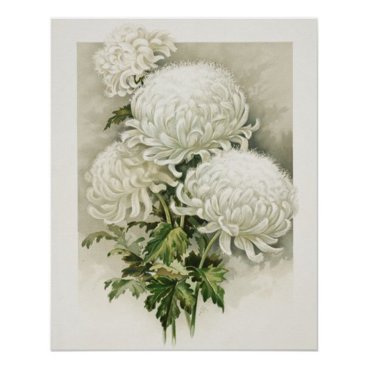 Chrysanten – Elegante botanische Perfect Poster (Voorkant)