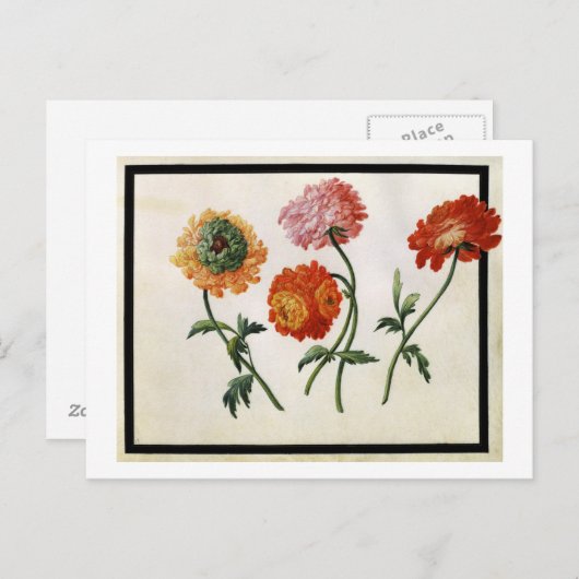 Chrysanten (m/v op papier) briefkaart (Voorkant / Achterkant)