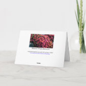 Chrysanten / Magenta / Herfstsalutaties Kaart (Achterkant)