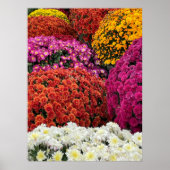 Chrysanten Poster (Voorkant)