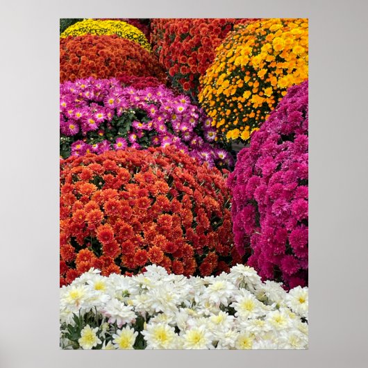 Chrysanten Poster (Voorkant)