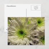 Chrysanthemae Briefkaart (Voorkant / Achterkant)
