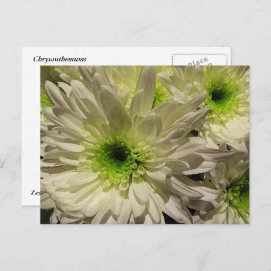 Chrysanthemae Briefkaart (Voorkant / Achterkant)