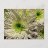 Chrysanthemae Briefkaart (Voorkant)