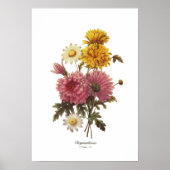 Chrysanthemae Poster (Voorkant)
