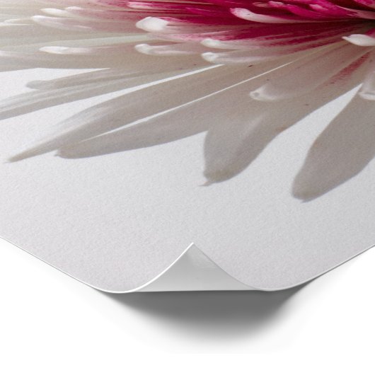 Chrysanthemae Poster (Hoek)