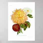 Chrysanthemae Poster (Voorkant)