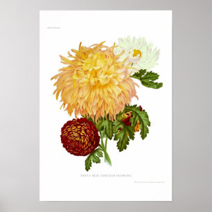 Chrysanthemae Poster