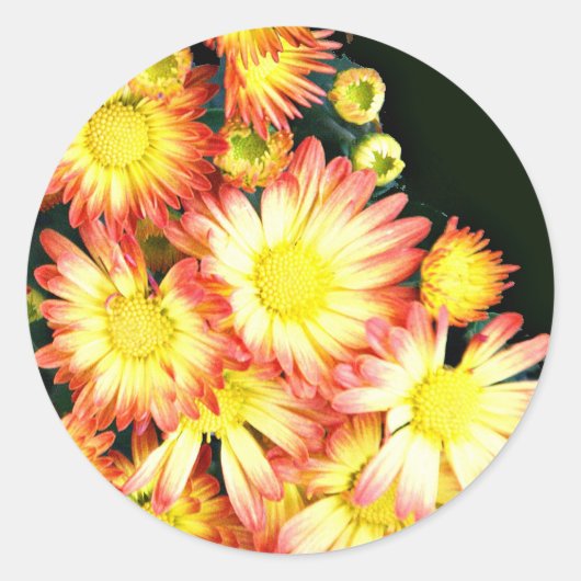 Chrysanthemae Ronde Sticker (Voorkant)