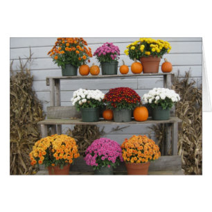 Chrysanthema's met pompoenen