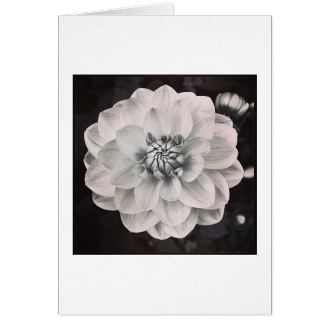 Chrysanthemum (Voorkant)