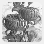 Chrysanthemum Black & White Square Stickers (Voorkant)